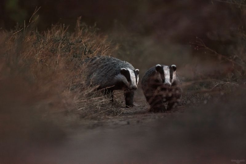 Vânatul și câinii au fost confiscați, iar cei doi bărbați au fost reținuți pentru 24 de ore.