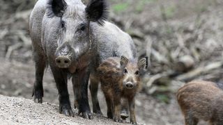 &Icirc;n luna mai, doi adolescenți s-au ales cu dosar penal, după ce au folosit 5 c&acirc;ini pentru a prinde un mistreț adult și trei pui.