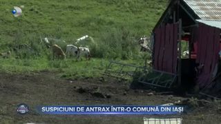 Suspiciuni de antrax &icirc;ntr-o comună din Iași