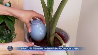 VIDEO - Sfaturi pentru &icirc;ngrijirea florilor de balcon