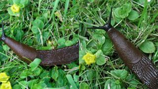 Limax- Arion lusitanicus