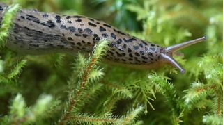 Limax care atacă cultura