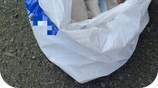 O femeie din Reșița a fost sancționată după ce a abandonat o pisică rănită