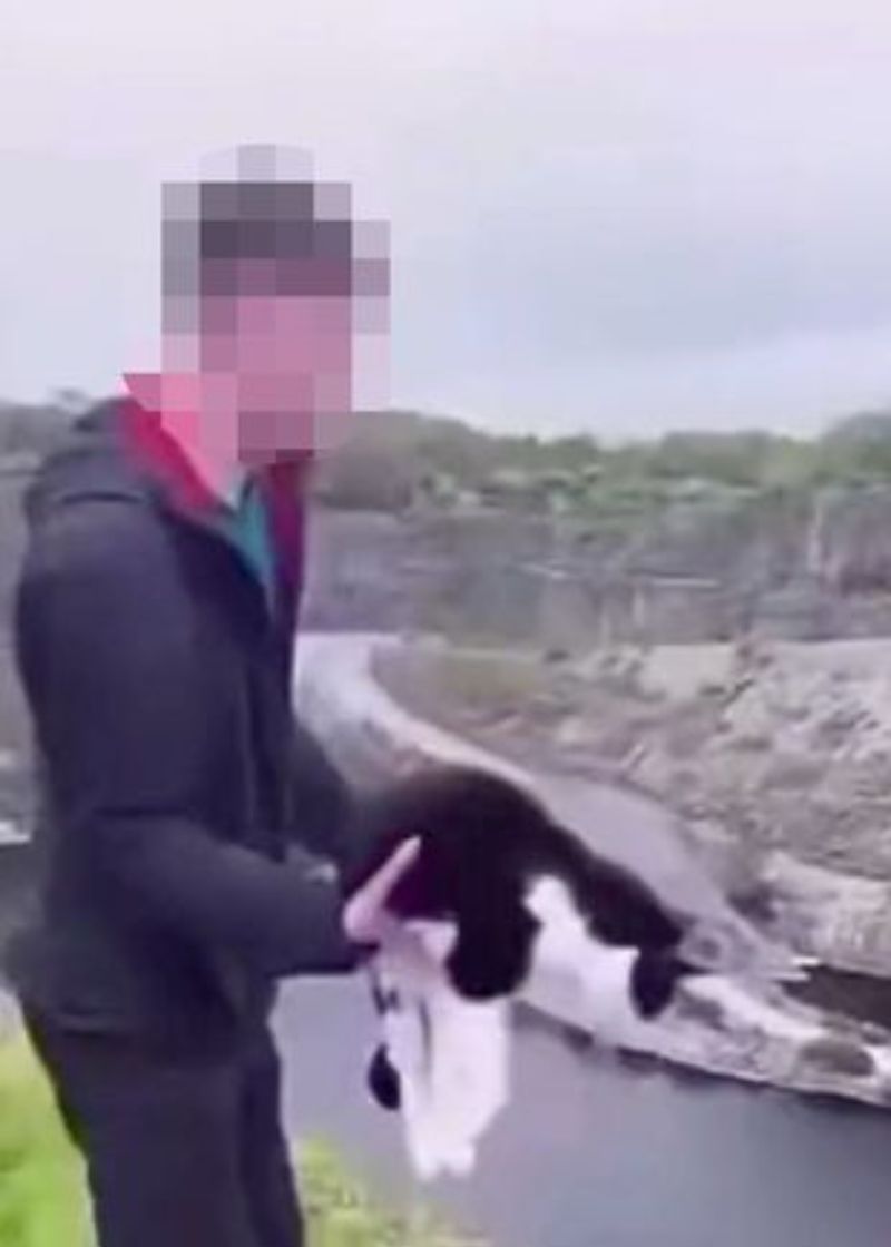 Un adolescent a aruncat fără milă o pisică într-o râpă plină cu apă. Scenele șocante au fost filmate: „Merită închisoare”