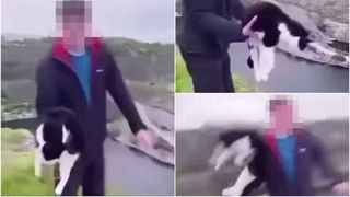 Un adolescent a aruncat fără milă o pisică într-o râpă plină cu apă. Scenele șocante au fost filmate: „Merită închisoare”