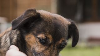 Legăturile sentimentale care vor apărea &icirc;ntre femei și c&acirc;ini vor oferi șansa animalelor de a avea o familie