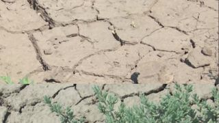 VIDEO - Lipsa precipitațiilor afectează pământul. Secetă, apă cu porția, pământ crăpat și culturi distruse sunt realitatea agriculturii din România