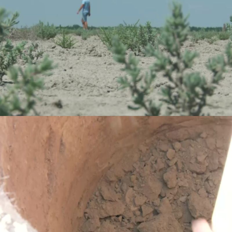 Temperaturile foarte ridicate din ultima perioadă distrug tot în cale