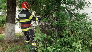 Zeci de copaci și st&acirc;lpi de susținere a energiei electrice au fost raportați dobor&acirc;ți din cauza v&acirc;ntului puternic