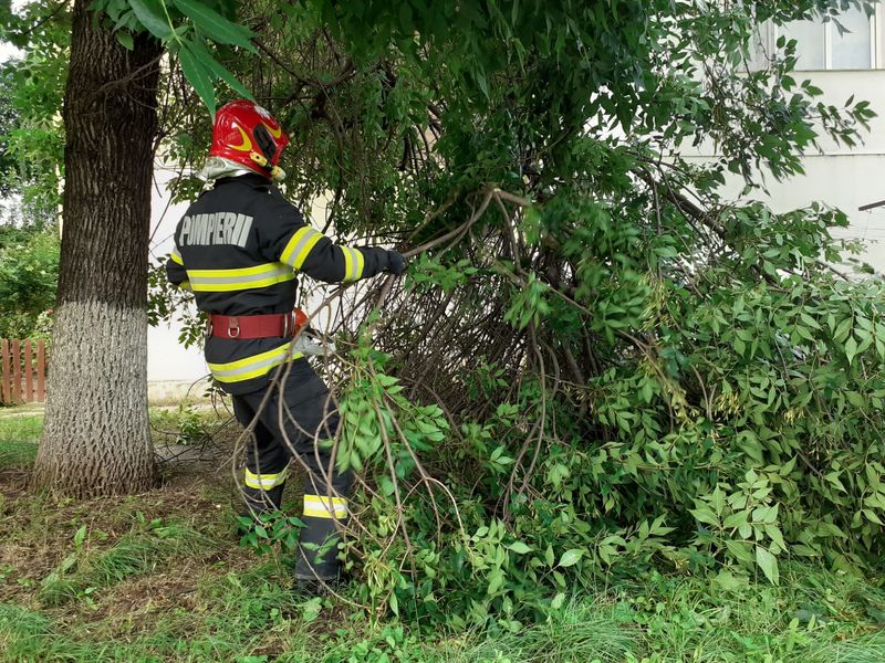 Zeci de copaci și stâlpi de susținere a energiei electrice au fost raportați doborâți din cauza vântului puternic