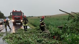 Copacii au blocat carosabilul