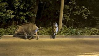 VIDEO - Doi porci mistreți, văzuți pe străzile din Capitală