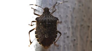 Vești proaste pentru iubitorii de carte. Biblioteca Naţională a României va fi închisă din cauza ploşniţelor