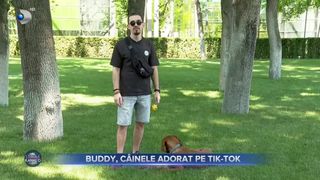 VIDEO - Buddy, c&acirc;inele care a furat inimile internauților