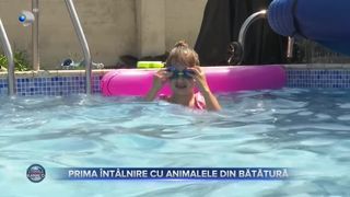 Prima întâlnire cu animalele din bătătură