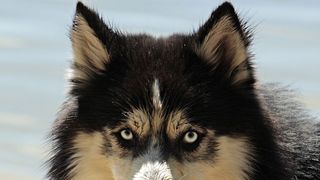 Un bărbat a tras cu pistolul airsoft și a aruncat petarde în câinii vecinului