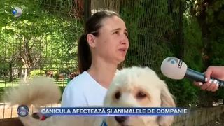 Canicula afectează și animalele de companie