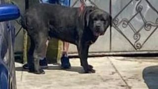 Un bărbat a fost ucis de câinele de care avea grijă cât timp prietenii erau în vacanță