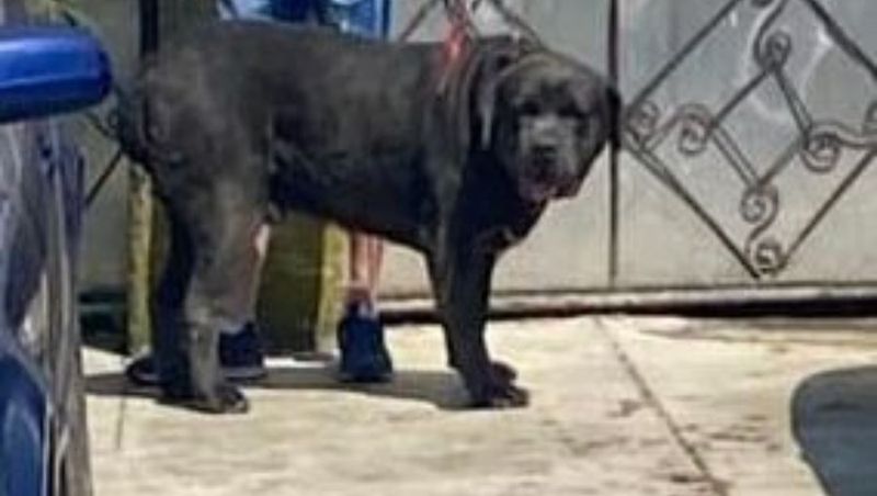 Un bărbat a fost ucis de câinele de care avea grijă cât timp prietenii erau în vacanță