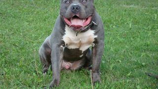 VIDEO- Un bărbat a fost ucis de câinele de care avea grijă cât timp prietenii erau în vacanță