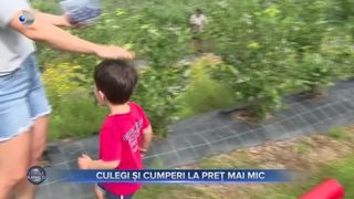 VIDEO - Clienții unei plantații din Sibiu își culeg singuri afinele