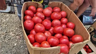 VIDEO- Apocalipsa roșiilor. Comuna Matca, una dintre producătoarele de bază ale legumelor din România, vinde roșiile pe bani puțini sau le aruncă la gunoi