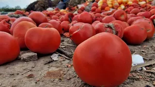 Roșiile ajung la Cimitirul Roșiilor din Matca