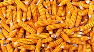 Rusia este una dintre cele mai mari producătoare de porumb