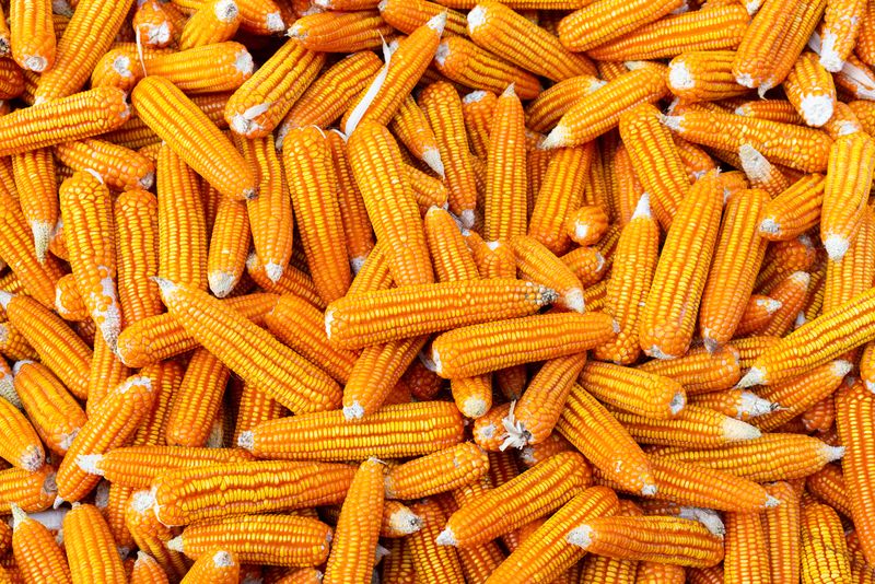 Rusia este una dintre cele mai mari producătoare de porumb