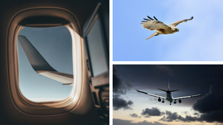 O pasăre a intrat &icirc;n motorul unui avion, &icirc;n timp ce aeronava cobora cu viteză pe pistă. Cum au reacționat pasagerii