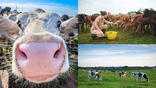 Vacanță neobișnuită pentru mai mulți turiști! Două persoane rănite, după ce au fost atacate de vaci