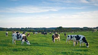 Vacanță neobișnuită pentru mai mulți turiști! Doi persoane rănite, după ce au fost atacate de vaci