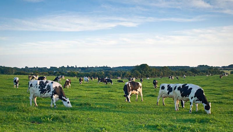 Vacanță neobișnuită pentru mai mulți turiști! Doi persoane rănite, după ce au fost atacate de vaci