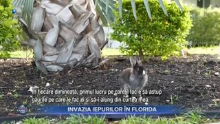 VIDEO- Un cartier din Florida se luptă cu o invazie de iepuri