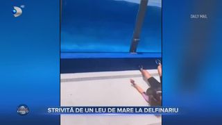 VIDEO - Era la un pas să-și piardă viața. Un leu de mare s-a prăbușit pe &icirc;ngrijitoarea de animale
