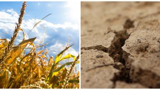 Culturile agricole, &icirc;n pericol și &icirc;n anul 2023