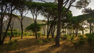 VIDEO - Incendii de vegetație &icirc;n Grecia. Ard pădurile de l&acirc;ngă Atena. Avertizarea MAE pentru rom&acirc;nii care călătoresc &icirc;n această țară