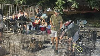 Incendii Grecia. "Suntem disperați, valul de caniculă se extinde". 300 de animale, salvate în ultima clipă