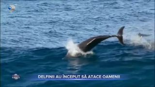 VIDEO - Panică pe o plajă din Japonia. Doi turiști au fost atacați de un delfin