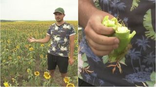 Culturile rom&acirc;nilor, distruse din cauza secetei