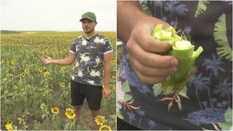 Culturile românilor, distruse din cauza secetei