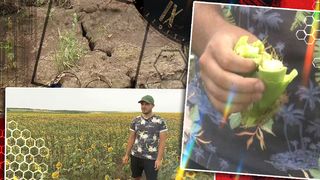 VIDEO - EXCLUSIV - Culturile românilor, distruse din cauza secetei. Plantele nu ajung să se dezvolte normal. „Putem avea așteptări în viitor ca prețul uleiului să crească”
