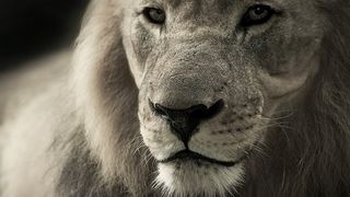 Un leu a scăpat pe străzile Berlinului. Autoritățile i-au îndemnat pe oameni să rămână în case