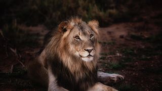 Un leu a scăpat pe străzile Berlinului. Autoritățile i-au îndemnat pe oameni să rămână în case