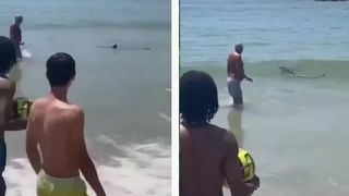 Un rechin pe o plajă din Portugalia