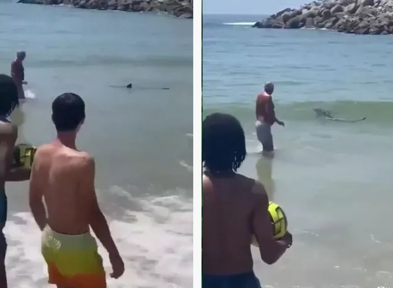 Un rechin pe o plajă din Portugalia