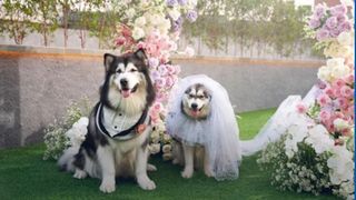 O nuntă de câini a stârnic polemică în Indonezia. ”Regretăm foarte mult şi dorim să ne cerem scuze tuturor celor care iubesc cultura tradiţională javaneză şi tuturor indonezienilor”