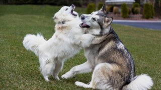 O nuntă de c&acirc;ini a st&acirc;rnic polemică &icirc;n Indonezia. C&acirc;t a costat &icirc;ntregul eveniment