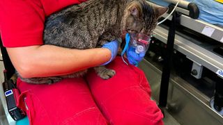 Pompierii au salvat mai multe animale și păsări dintr-o locuință cuprinsă de flăcări. O pisică a primit oxigen