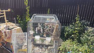 Pompierii au salvat mai multe animale și păsări dintr-o locuință cuprinsă de flăcări. O pisică a primit oxigen, fiind intoxicată cu fum